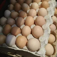 تخم مرغ محلی ارگانیگ تازه و درشت|خوردنی و آشامیدنی|قم, قلعه کامکار|دیوار