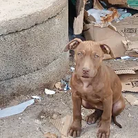 سگ نژاد پیت بول اصل