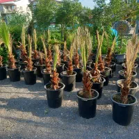 باغچه ای فضای سبز گل بیرون