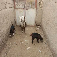 گوسفند ابست و بز جملی|حیوانات مزرعه|زابل, |دیوار