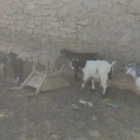 بیگ ماده|حیوانات مزرعه|مسجد سلیمان, |دیوار