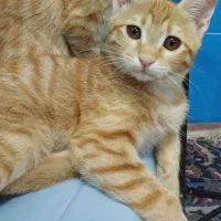 گربه گم شده