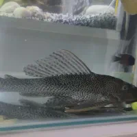 کتفیش بزرگ سالم و سرحال|ماهی|برخوار, |دیوار