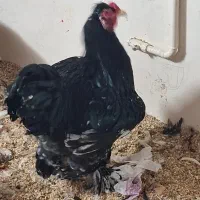 جوجه ویاندوت ، جوجه برهما، آمروک