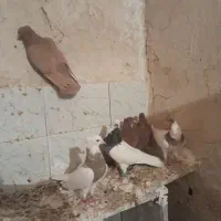 کبوتر|پرنده|هلیلان, |دیوار