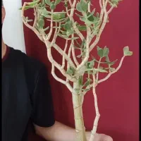 بونسای خرفه فیکوس کراسولا یشم