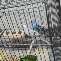 مرغ عشق ماده