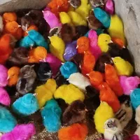 جوجه رنگی محلی اردک مرندی لهستانی سلطان
