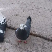 کفتر شهرستانی ۲۰۰تومان|پرنده|بومهن, |دیوار