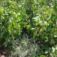 زمین با سهمیه آب موتور معاوضه با ماشین