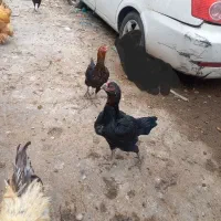 مرغ لاری|حیوانات مزرعه|ری, دولتآباد|دیوار