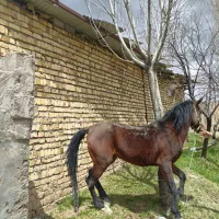اسب نریان