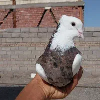 نروماده طوق سور مامله با دمسفید یا کله الماسی