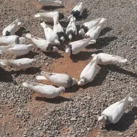 کفتر کبوتر طوقی