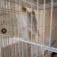 جفت عروس هلندی با جوجه