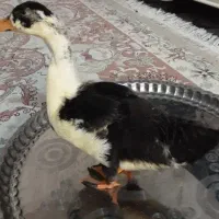 اردک