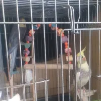 یکجفت عروس مولد|پرنده|بابل, |دیوار