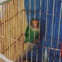 طوطی سرحال دستی