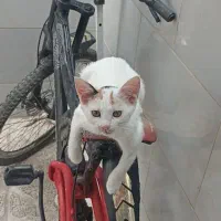 مژدگانی یک میلیونی پیداکردن گربه