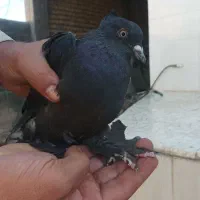 کفتر