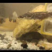 پنگوسی گوشتخوار کلمبیایی