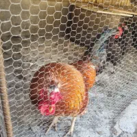 خروس گلین اصیل لری