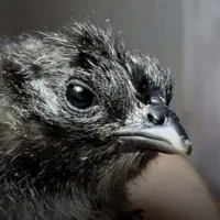 فروش جوجه مرغ ایام سمانی