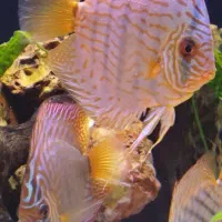 ماهی دیسکس|ماهی|فردیس, شهرک راه آهن|دیوار