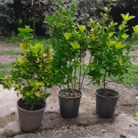 شمشاد طلایی و یوکا|گل و گیاه طبیعی|کلاچای, |دیوار