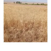 کاه