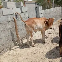 سه عدد گاو نژاد پاکستانی سالم   گاو پنج ماه آبستن|حیوانات مزرعه|سیریک, |دیوار