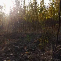 نهال زردالووگردوخوشه ای اربطان