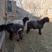 بره نر تخمی|حیوانات مزرعه|شهرکرد, |دیوار