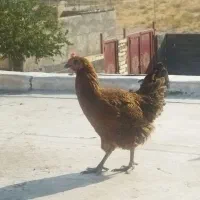 مرغ خروس محلی