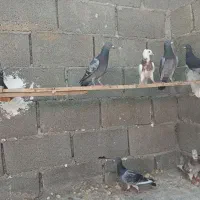 پلاکی