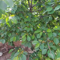 یک باب ۳۳۰ متری
