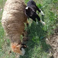 میش بره دار و الاغ
