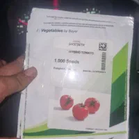 بذر گوجه