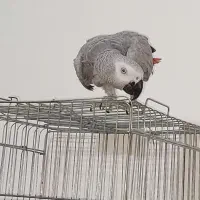 کاسکو نر سخنگو رام رام|پرنده|پاکدشت, پاکدشت (مامازند)|دیوار