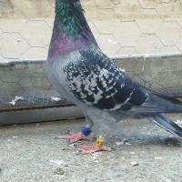 مسافتی گرفتنی|پرنده|مینودشت, |دیوار