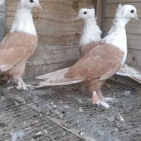 کبوتر کربلایی کله سفید کاکلی بیرجند