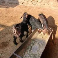 بزغاله‌چاق|حیوانات مزرعه|مهران (ایلام), |دیوار