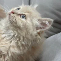 حیوون خونگی|گربه|دزفول, |دیوار