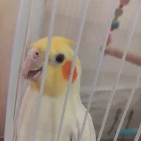 جفت عروس هلندی مولد|پرنده|شیراز, باباکوهی|دیوار