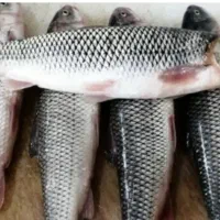 انواع ماهی تازه زنده|ماهی|آمل, |دیوار