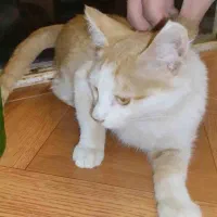 گربه گم شده زرد و سفید در فرادنبه