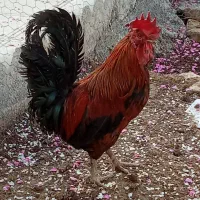 خروس تزئینی نژاد دار