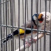 سهره ماده