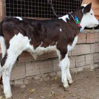 دو عدد گوساله سیمینتال نر آخر جنس کلفت و از گاو