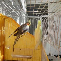 عروس هلندی جفت